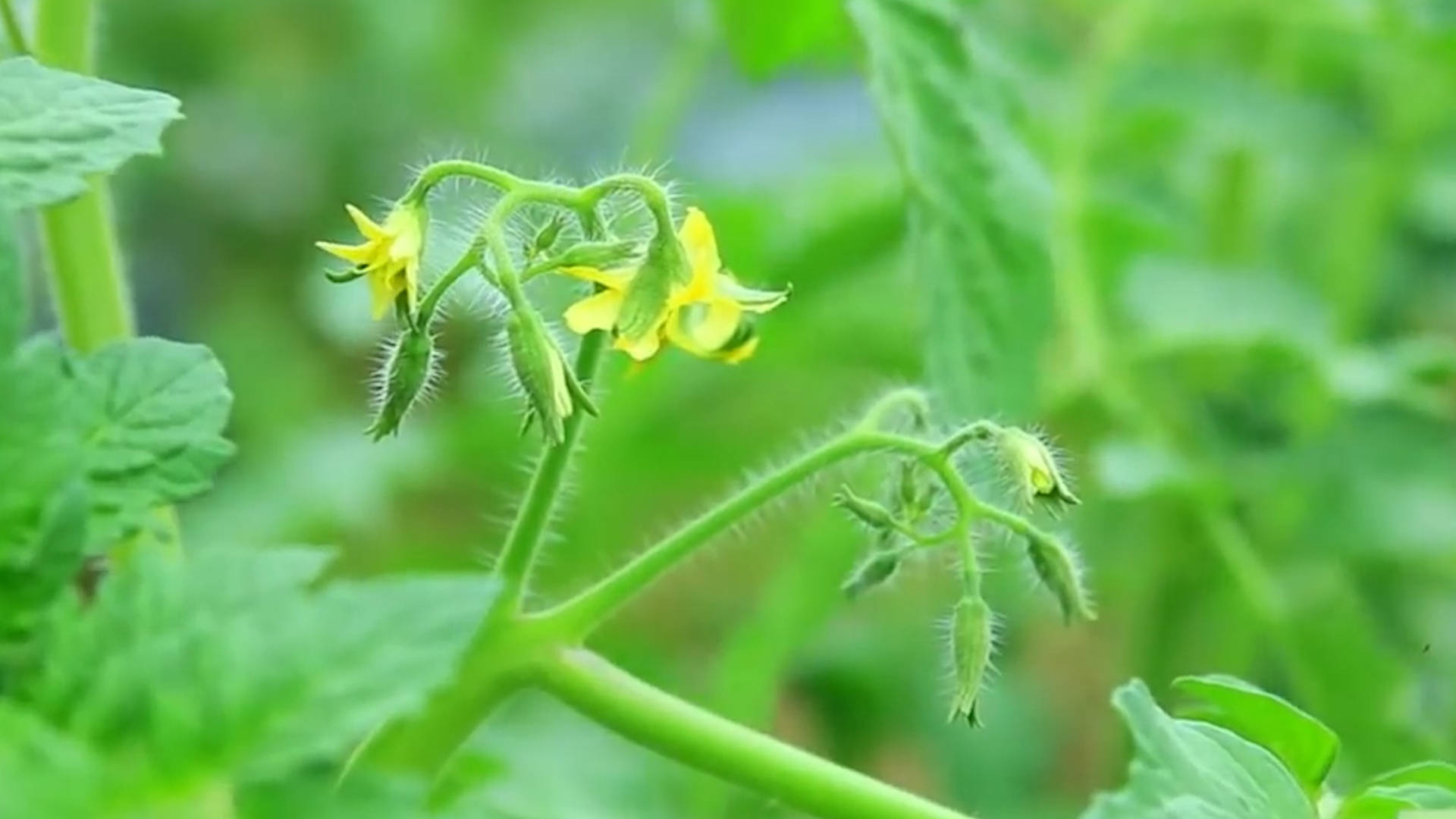 該死的“重茬”怎么辦？來看看咋解決