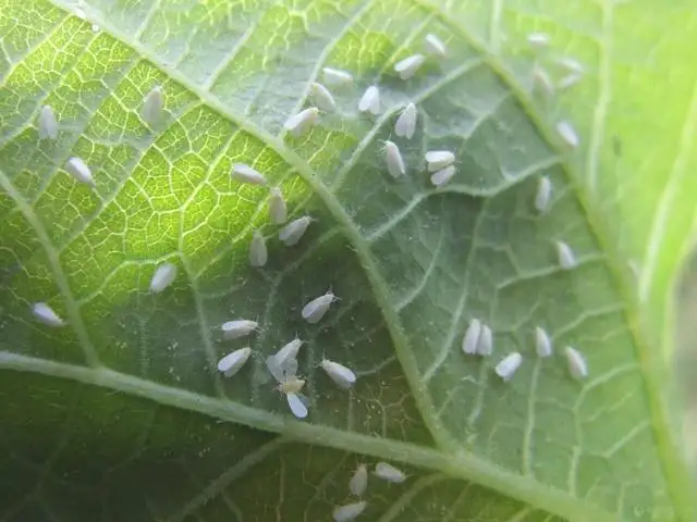 白粉虱，推薦五種防治方法！